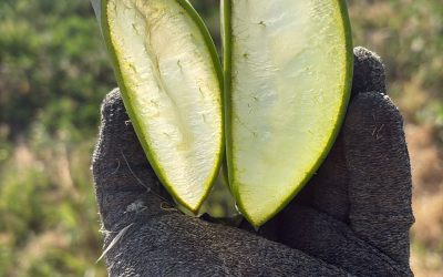 GUIA RAPIDA: COMO EXTRAER GEL DE UNA HOJA DE ALOE VERA
